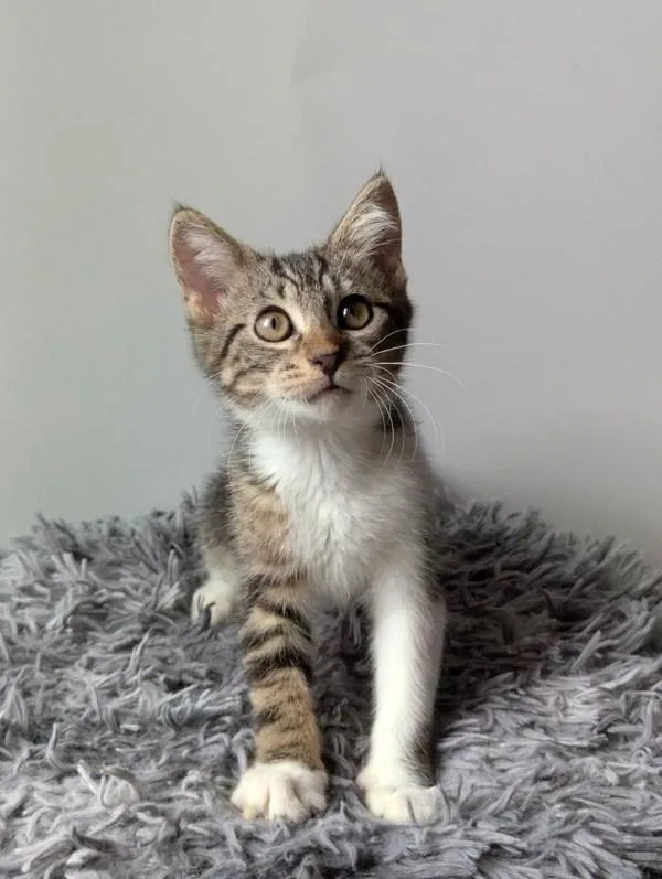 A baby small-sized female Domestic Short Hair cat named Daisy for adoption in Bonsall, CA