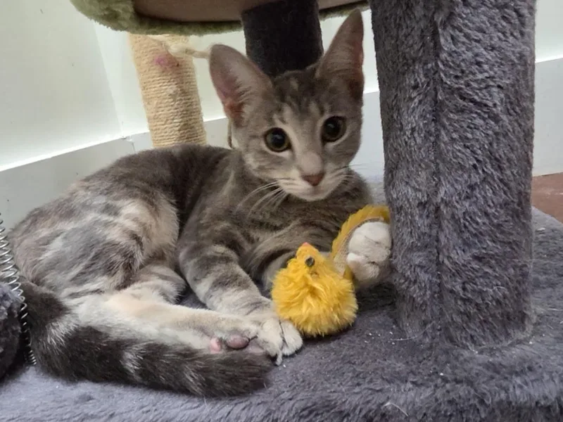 A young medium-sized female Dilute Tortoiseshell cat named Felicity for adoption in Magnolia Springs, AL