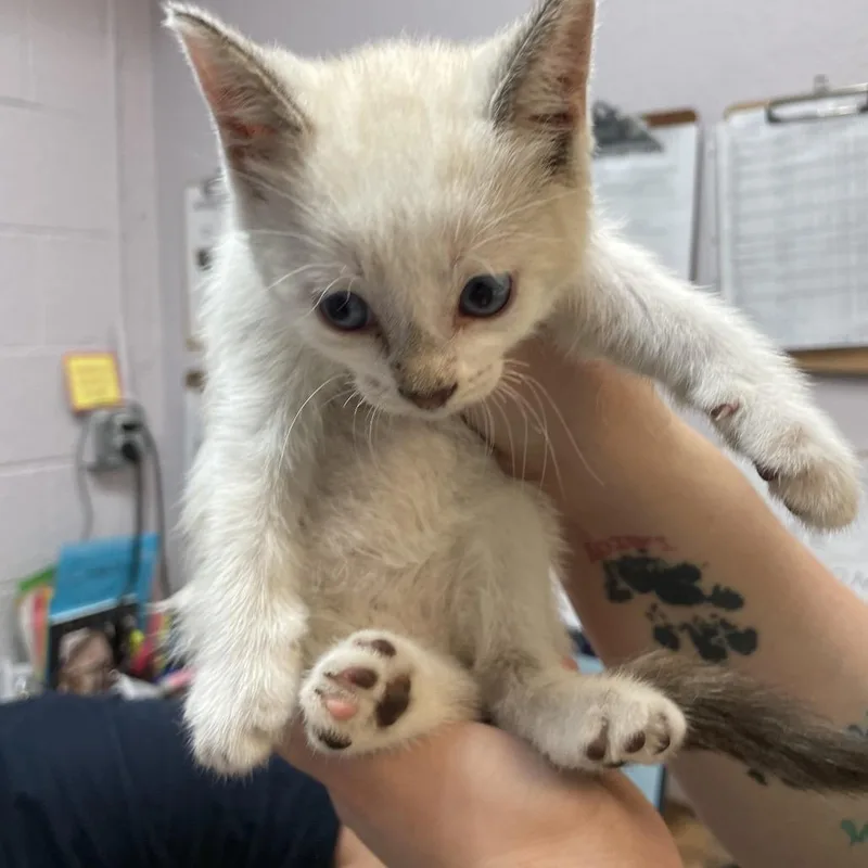 A baby small-sized male White Domestic Short Hair cat named Rodney for adoption in Port Charlotte, FL
