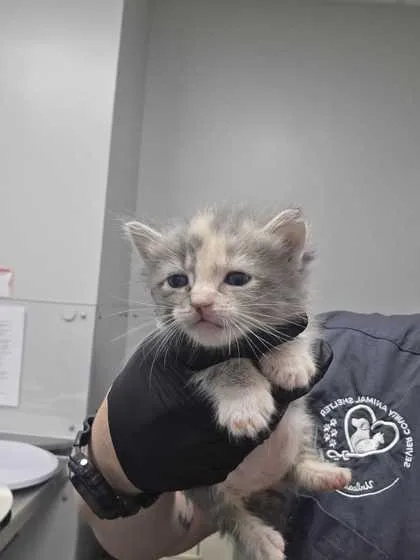 A baby small-sized female Domestic Short Hair cat named Palmer for adoption in Sevierville, TN
