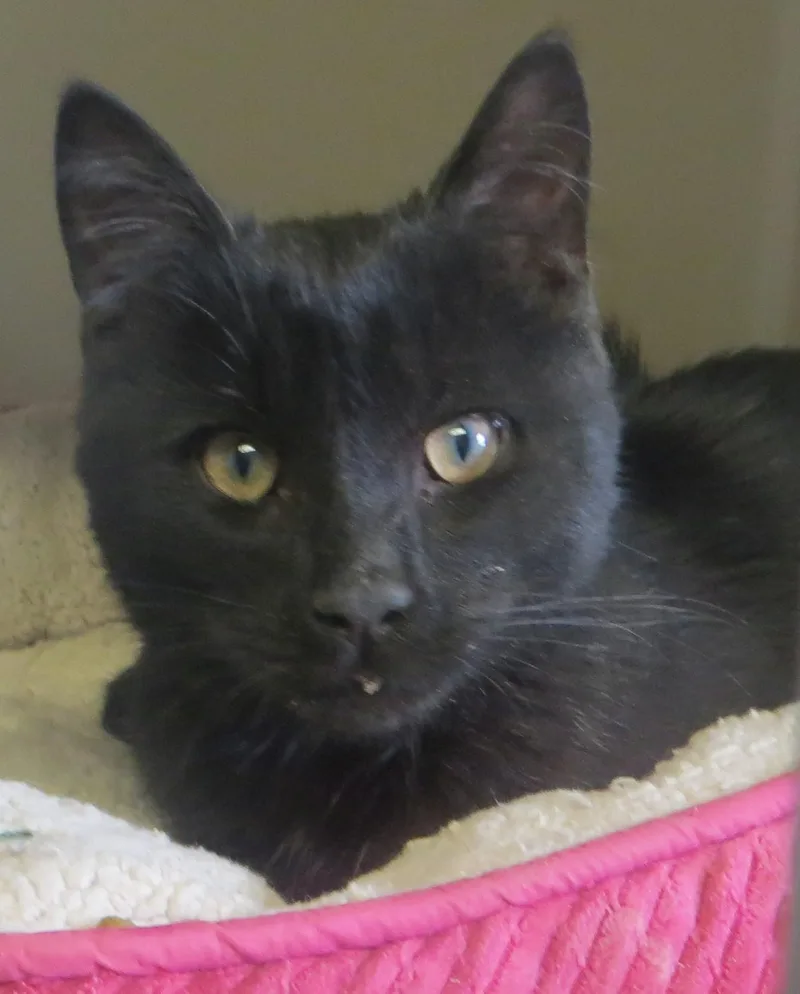 A young medium-sized male Black Domestic Short Hair cat named Benny for adoption in Taunton, MA