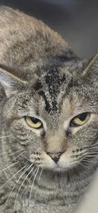 An adult medium-sized female Domestic Short Hair cat named Priss for adoption in Oskaloosa, IA