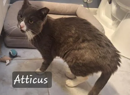 An adult medium-sized male Domestic Short Hair cat named Atticus for adoption in Fairfax, VA