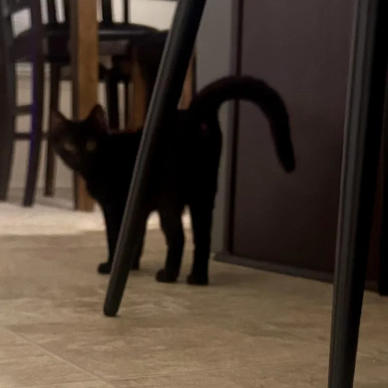 A baby small-sized male Black Domestic Short Hair cat named Knit One for adoption in Richmond, VA