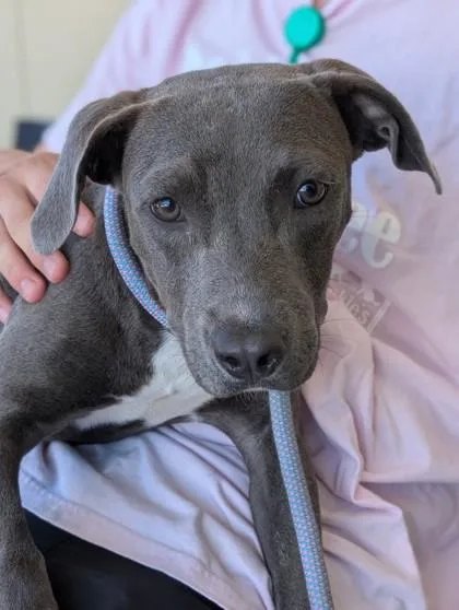 A young medium-sized female Terrier dog named Phoebe for adoption in Gulfport, MS