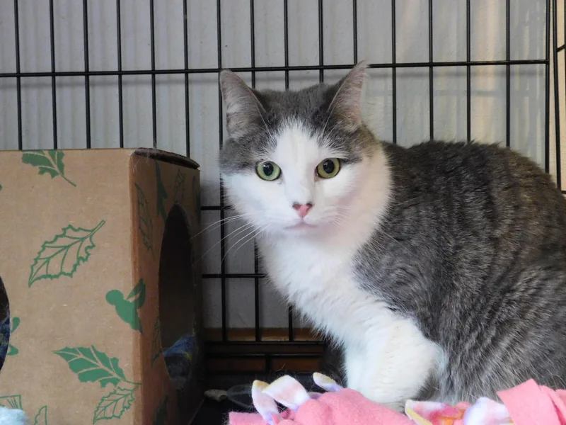 An adult large-sized male Domestic Short Hair cat named Momo for adoption in New Kensington, PA