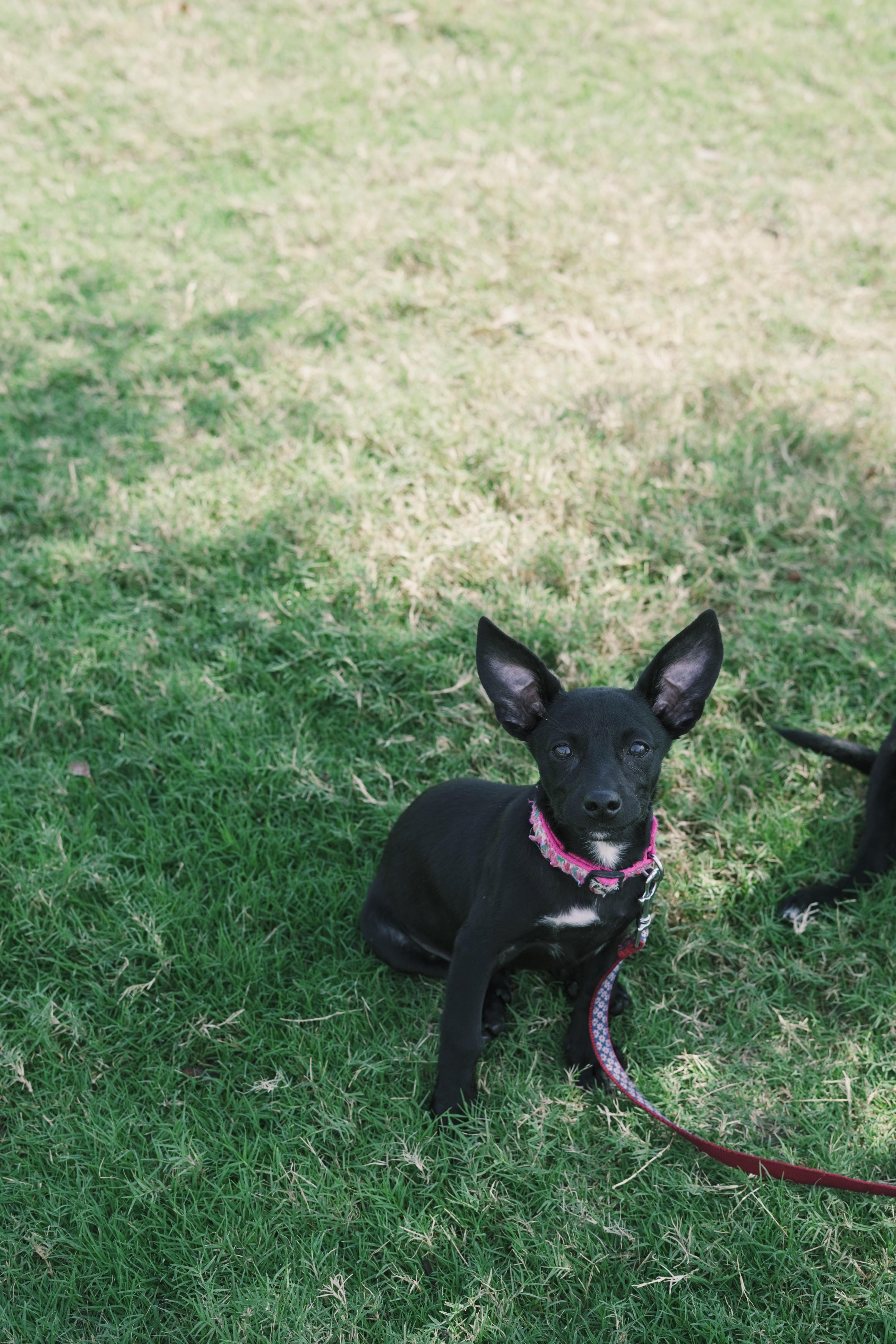 A baby small-sized female Chihuahua dog named Tater for adoption in Bixby, OK