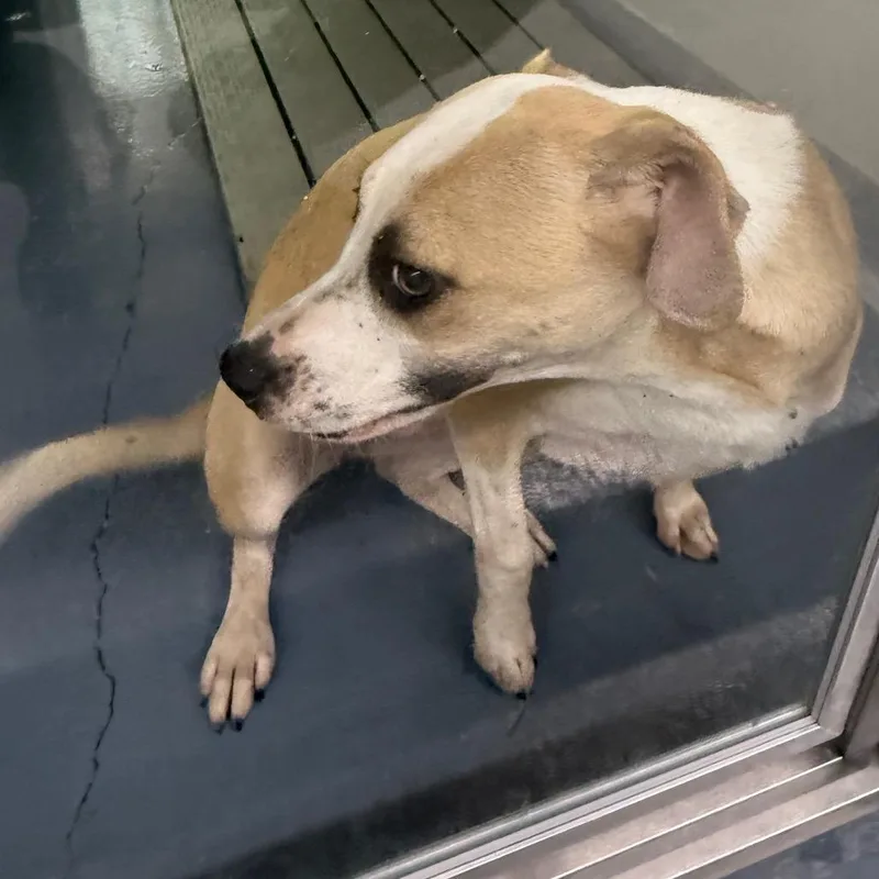 A young medium-sized female Yellow / Tan / Blond / Fawn Mixed Breed dog named Jasmine for adoption in Galax, VA