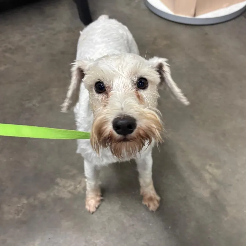 An adult small-sized female White / Cream Standard Schnauzer dog named Flower for adoption in Tampa, FL