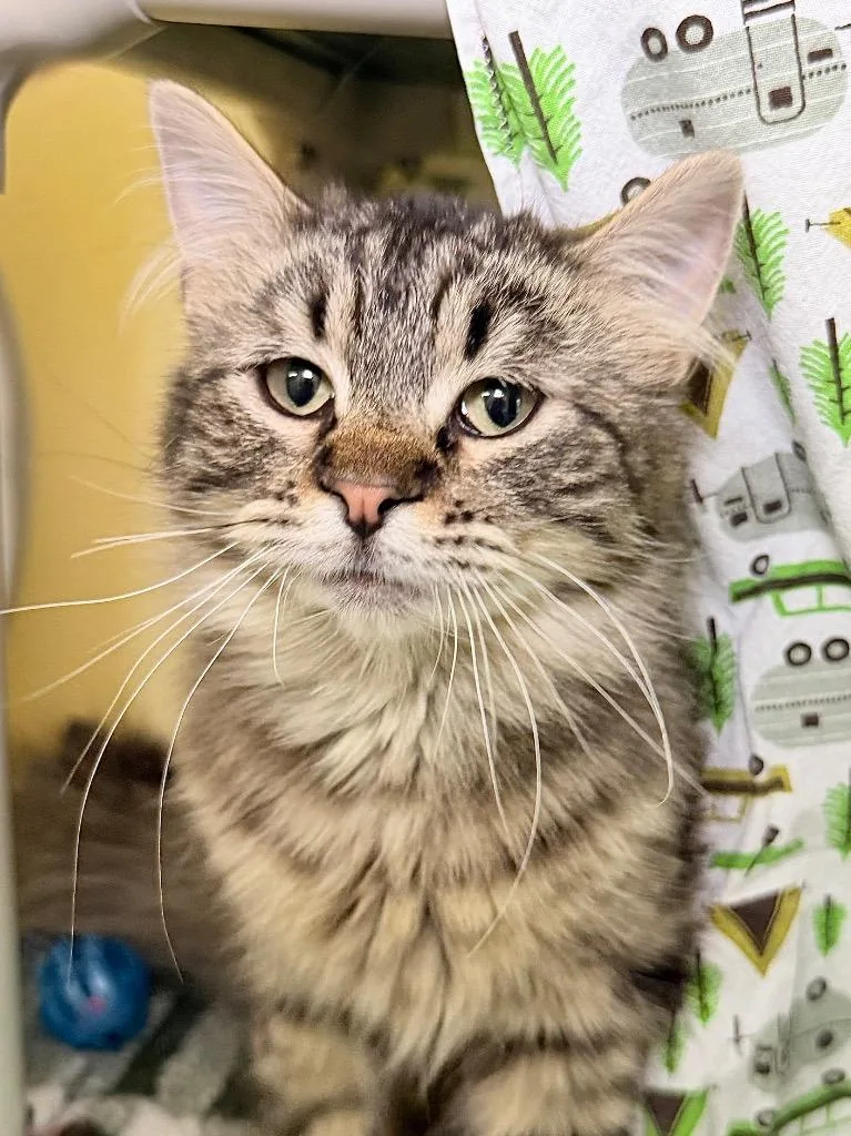 A baby medium-sized female Domestic Medium Hair cat named Zinc for adoption in Menomonie, WI