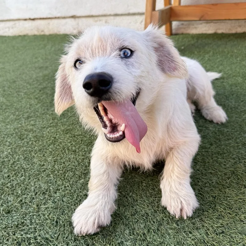 A young medium-sized male White / Cream Terrier dog named Milky Way for adoption in Long Beach, CA