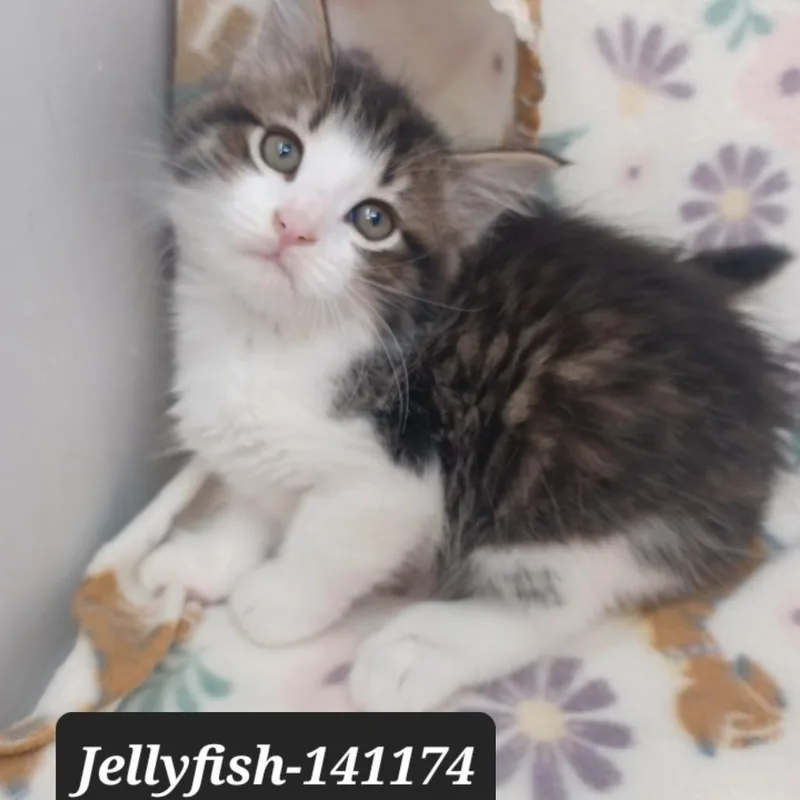 A baby small-sized male Domestic Short Hair cat named Jellyfish for adoption in New Tazewell, TN
