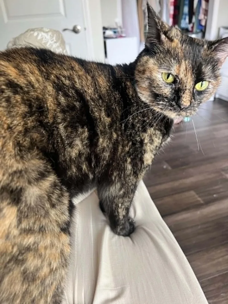 A young medium-sized female Tortoiseshell cat named Puddles for adoption in Blaine, MN