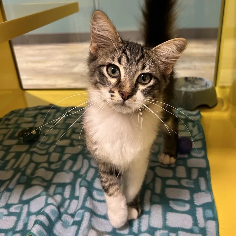 A baby small-sized male Brown / Chocolate Domestic Medium Hair cat named Steve the Rotisserie Chicken for adoption in Abilene, TX