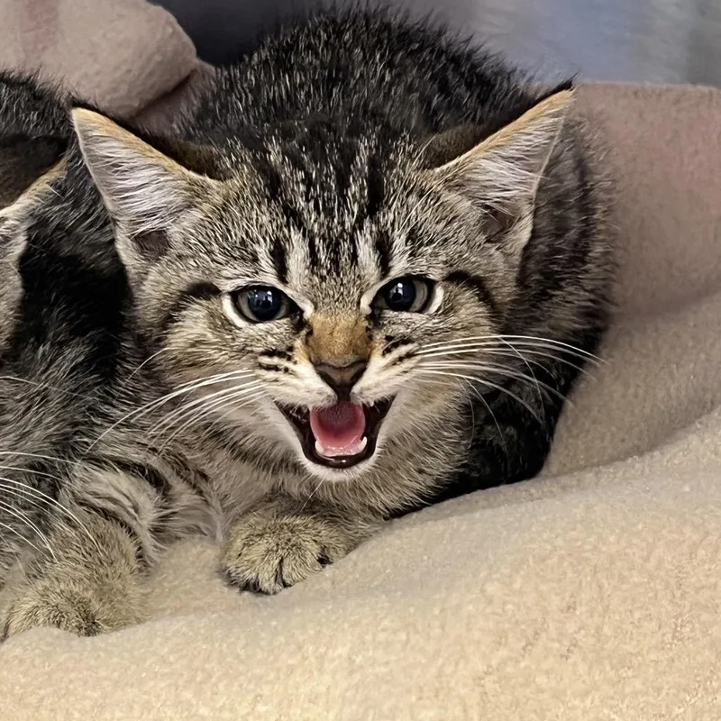 A baby small-sized female Domestic Short Hair cat named Alice for adoption in Madisonville, TN