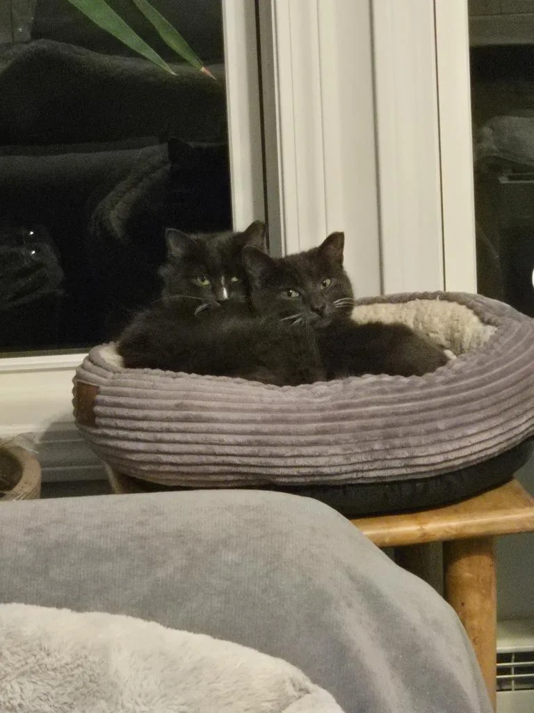 A young medium-sized female Domestic Long Hair cat named Malvern Girl for adoption in Pawtucket, RI