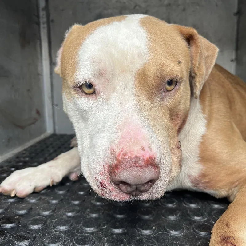 An adult large-sized male Brown / Chocolate Pit Bull Terrier dog named Apollo for adoption in Edinburg, TX