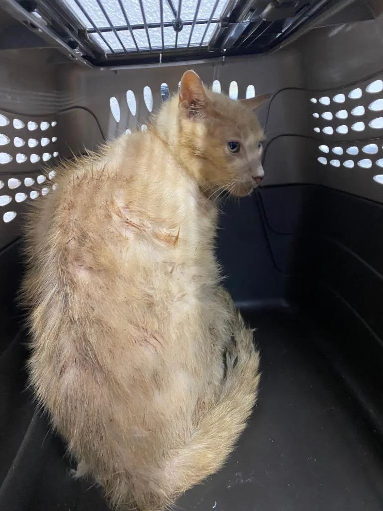 An adult large-sized male Domestic Short Hair cat named Citrus for adoption in Cartersville , GA