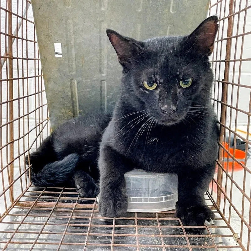 A young small-sized male Black Domestic Short Hair cat named SVASStray for adoption in Lyndhurst, VA