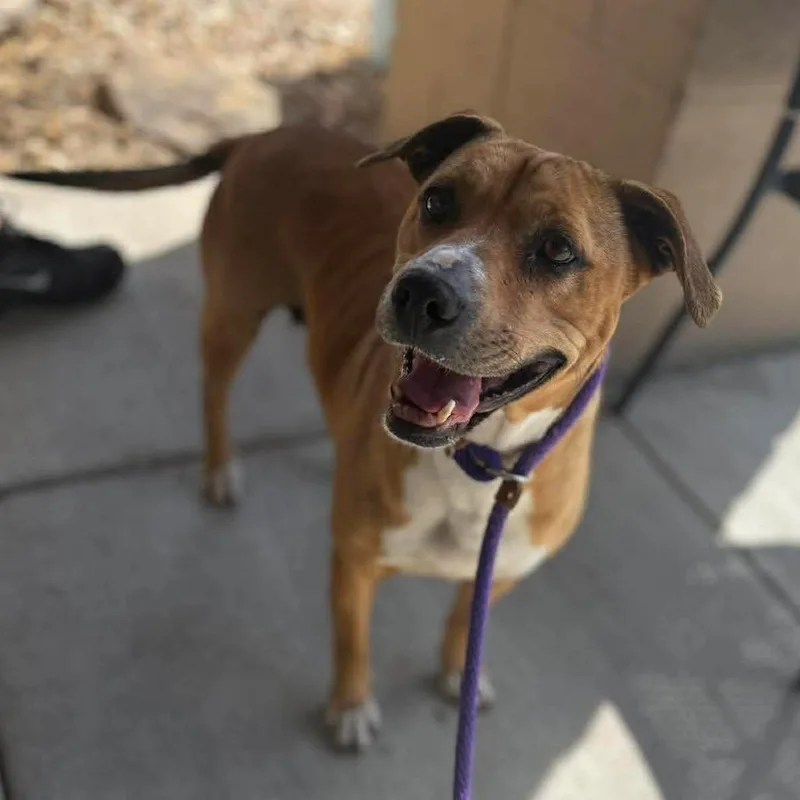 An adult medium-sized female Brown / Chocolate Chocolate Labrador Retriever dog named Clover for adoption in Caryville, TN