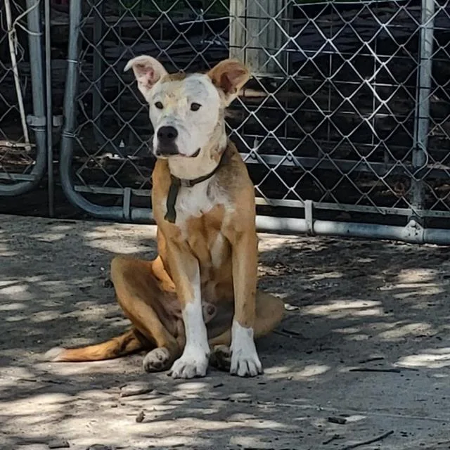 A young medium-sized male American Staffordshire Terrier dog named Winston for adoption in San Antonio, TX