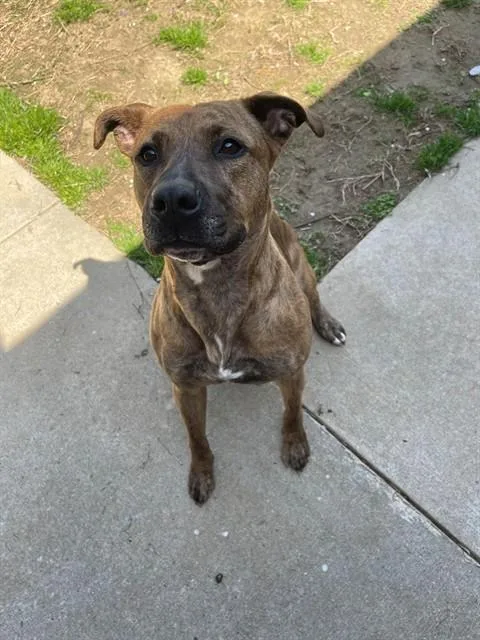 A young medium-sized female Pit Bull Terrier dog named Kuna for adoption in Easton, MD