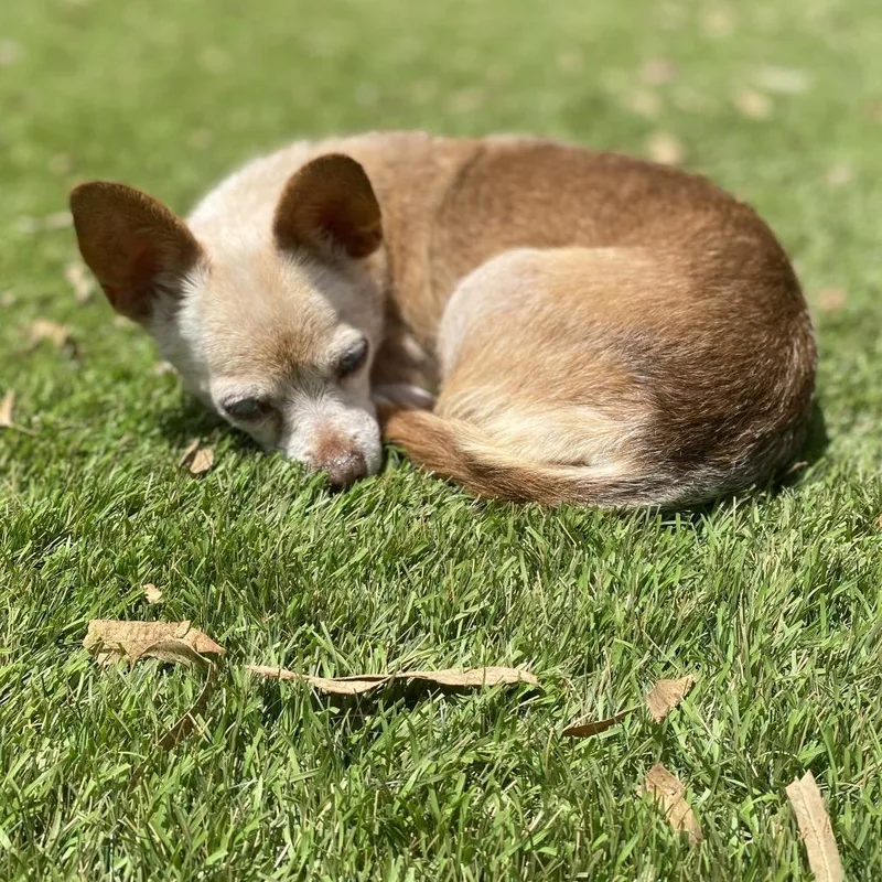A senior small-sized female White / Cream Chihuahua dog named Penny for adoption in Escondido, CA