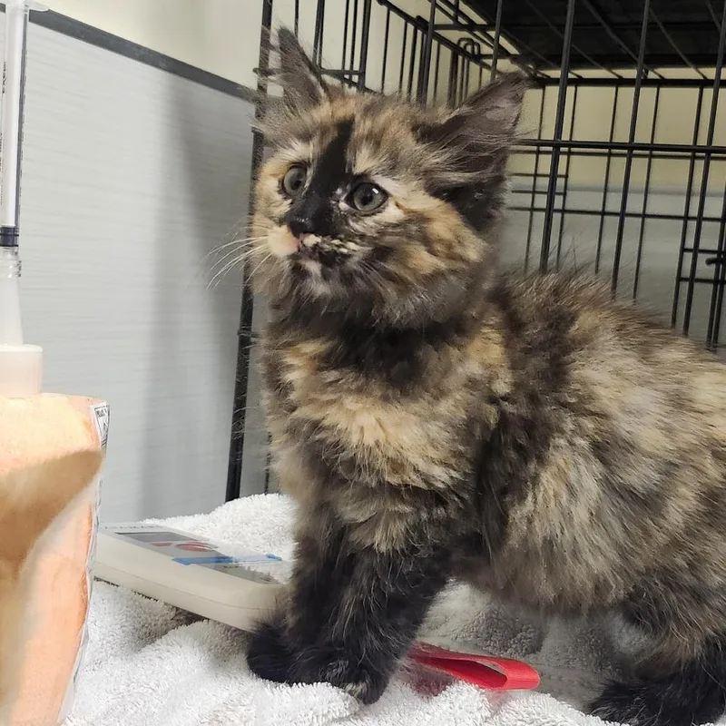 A baby small-sized female Domestic Medium Hair cat named Frenchie Fry for adoption in Novelty, OH