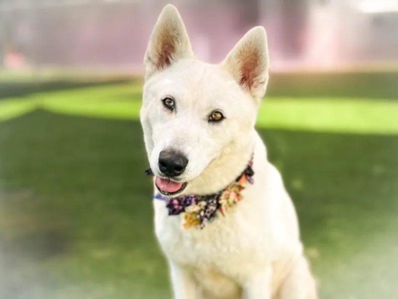 A young large-sized female Husky dog named Sophie for adoption in San Pedro, CA