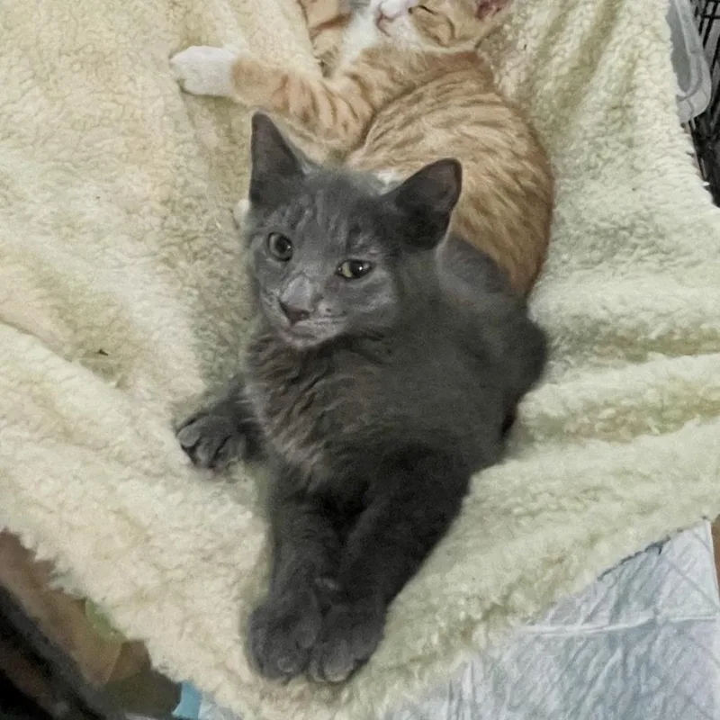 A baby small-sized female Gray / Blue / Silver Domestic Short Hair cat named Blossom for adoption in Westhampton, NY