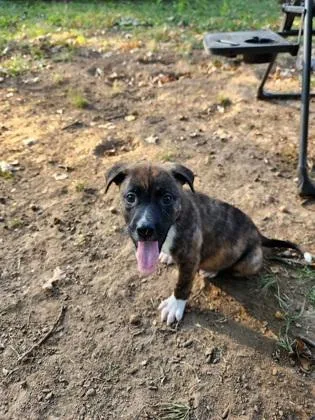 A baby medium-sized female Mixed Breed dog named Octavia for adoption in Independence, MO
