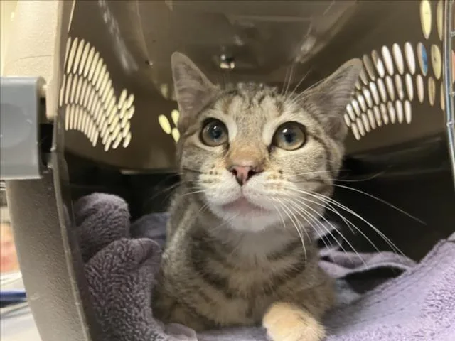 A baby medium-sized female Domestic Short Hair cat named Nemo for adoption in Chapel Hill, NC