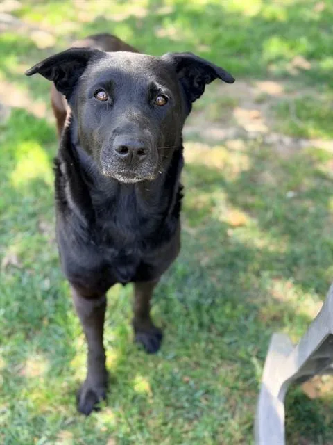 An adult large-sized female Labrador Retriever dog named Lonnie for adoption in Riverside, CA