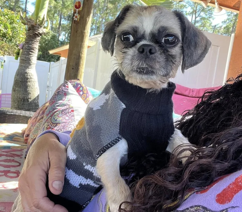 A young small-sized male Shih Tzu dog named Ozzy for adoption in Oakland Park, FL