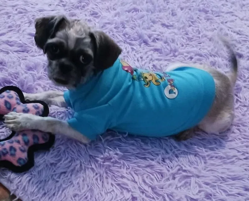 Ozzy thumbnail 3