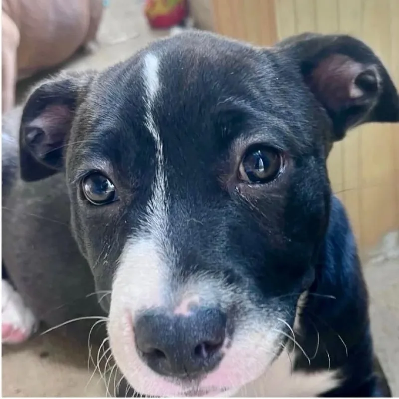 A baby medium-sized female Black Mixed Breed dog named Daisy for adoption in Alexandria, VA