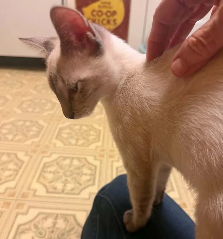 A baby medium-sized male Siamese cat named Frankie for adoption in Waxahachie, TX