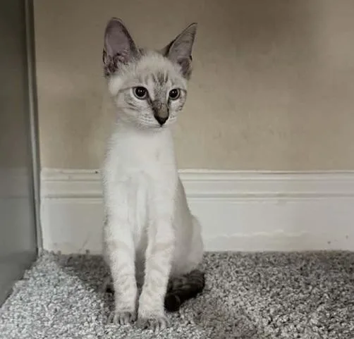 Frankie thumbnail 2