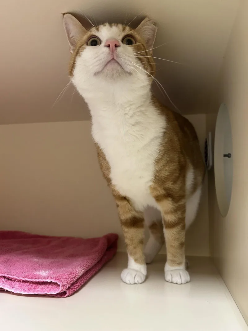 An adult medium-sized male Orange & White Domestic Short Hair cat named Buster for adoption in Lancaster, PA