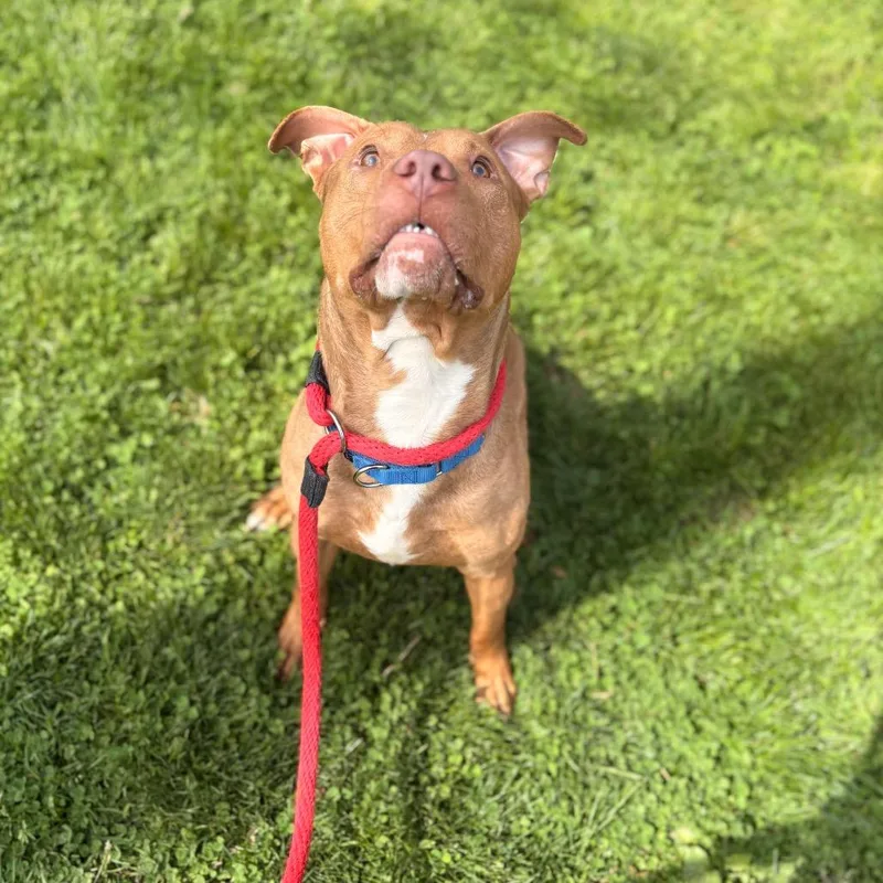 An adult medium-sized male Golden Pit Bull Terrier dog named Copper for adoption in Philadelphia, PA