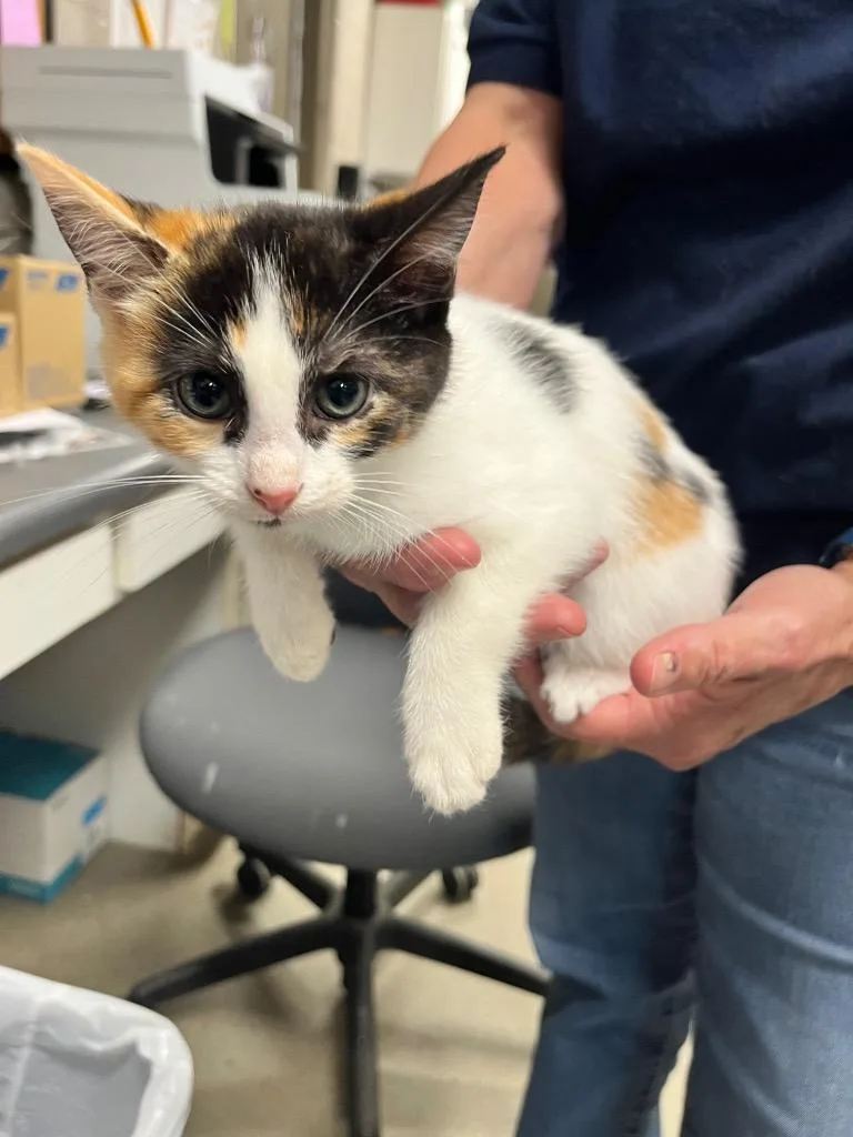 A baby small-sized female Domestic Short Hair cat named Lainey for adoption in Hopkinsville, KY