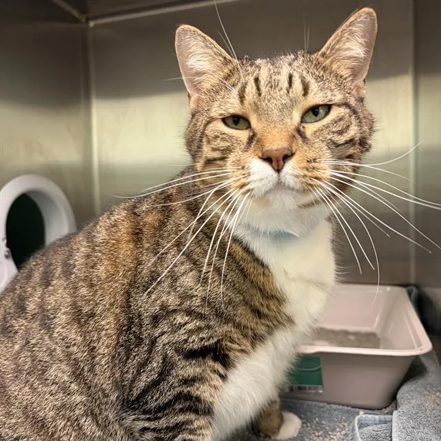 An adult small-sized male Domestic Short Hair cat named Cotton for adoption in Centerville, MA