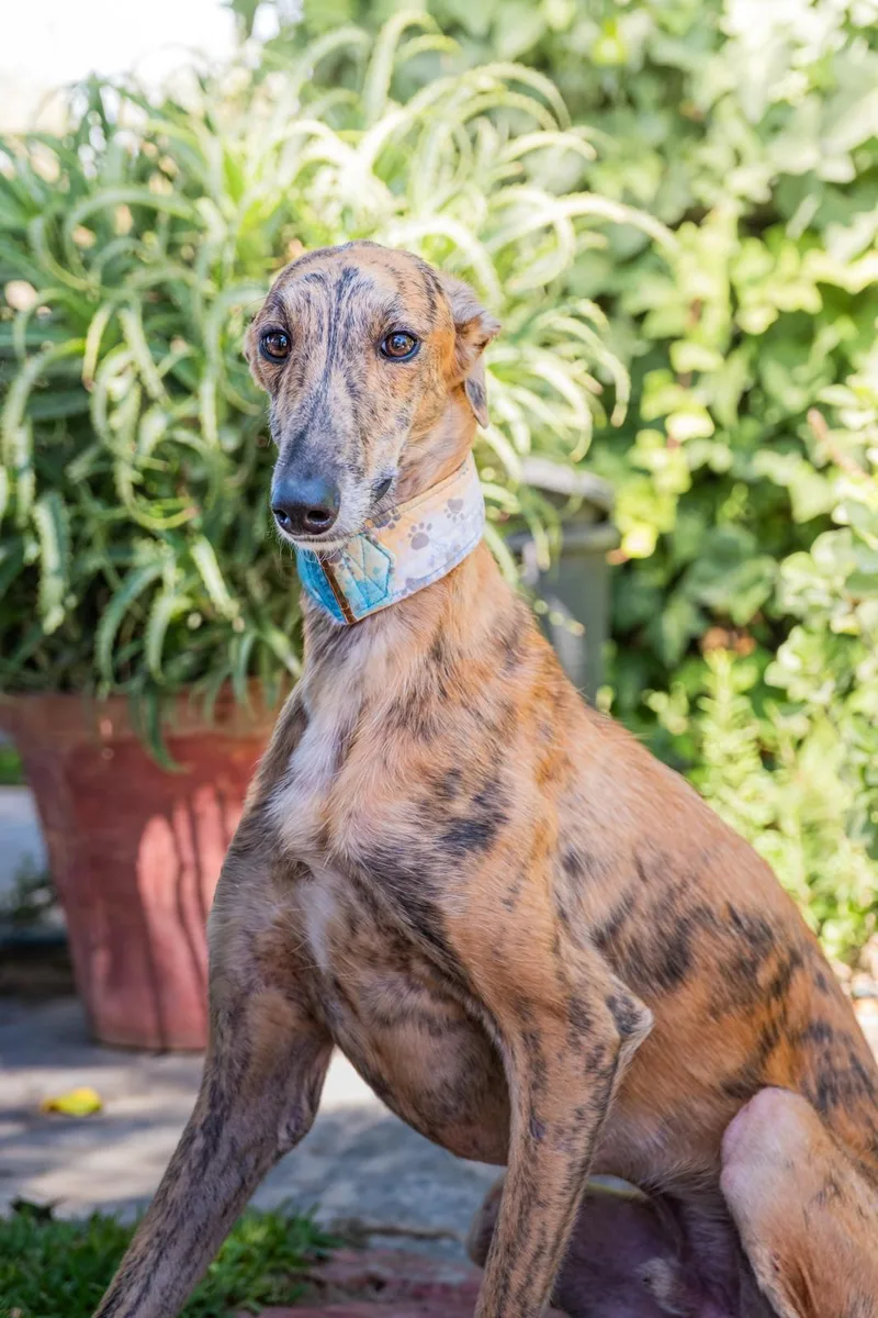 A baby medium-sized male Galgo Spanish Greyhound dog named Bambu for adoption in Winter Park, FL