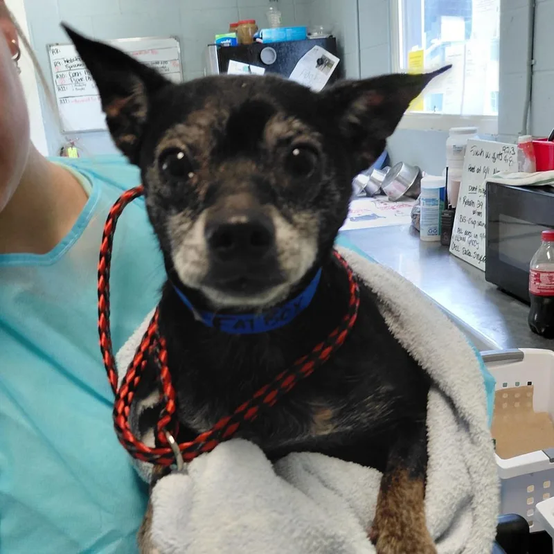A senior small-sized male Chihuahua dog named Fat Boy for adoption in LOXAHATCHEE, FL