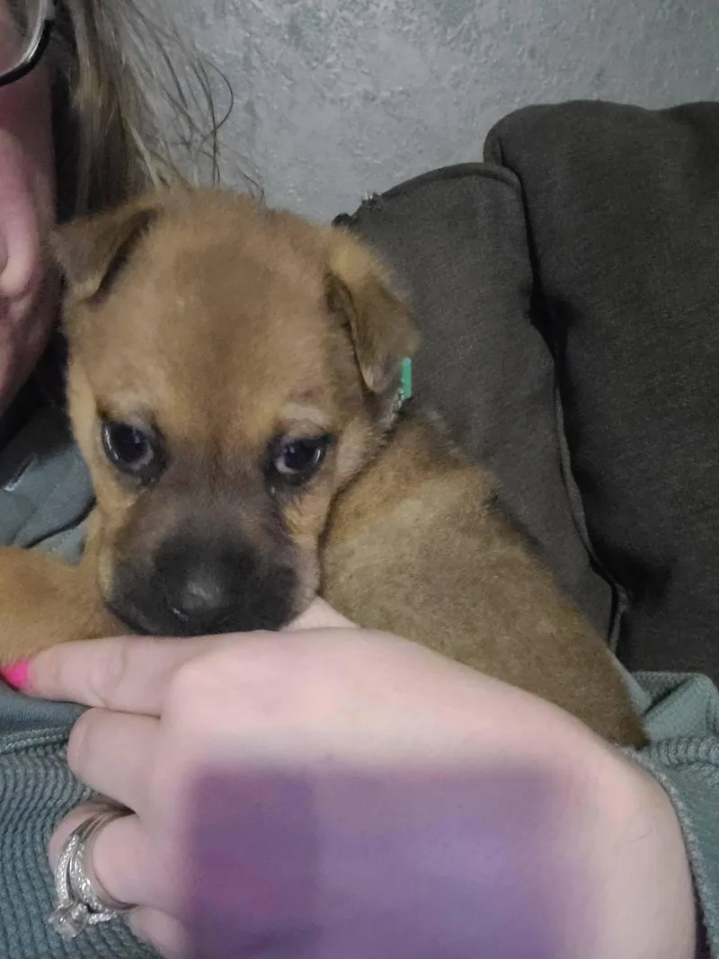 A baby medium-sized male Shar-Pei dog named Muenster for adoption in New London, WI