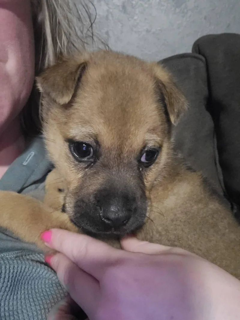 Muenster thumbnail 2