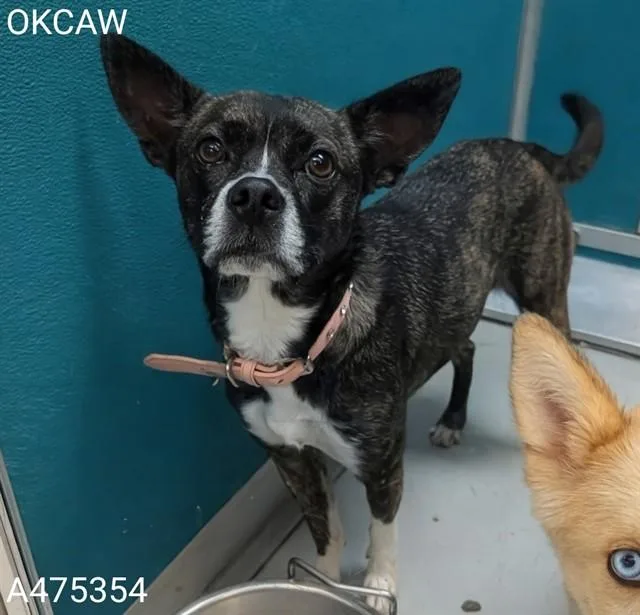 An adult medium-sized female Terrier dog named Sandy for adoption in Oklahoma City, OK