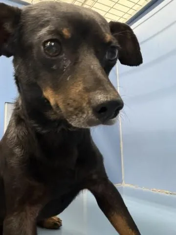 An adult small-sized male Chihuahua dog named Kai for adoption in San Bernardino, CA