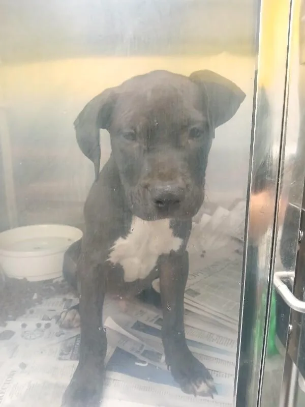 A young medium-sized male Black Pit Bull Terrier dog named Clyde for adoption in Jackson, TN
