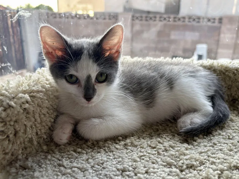 A baby medium-sized female Gray & White Domestic Short Hair cat named Rafiki for adoption in Phoenix, AZ